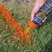 J.C. Whitlam MP-HOT ORANGE